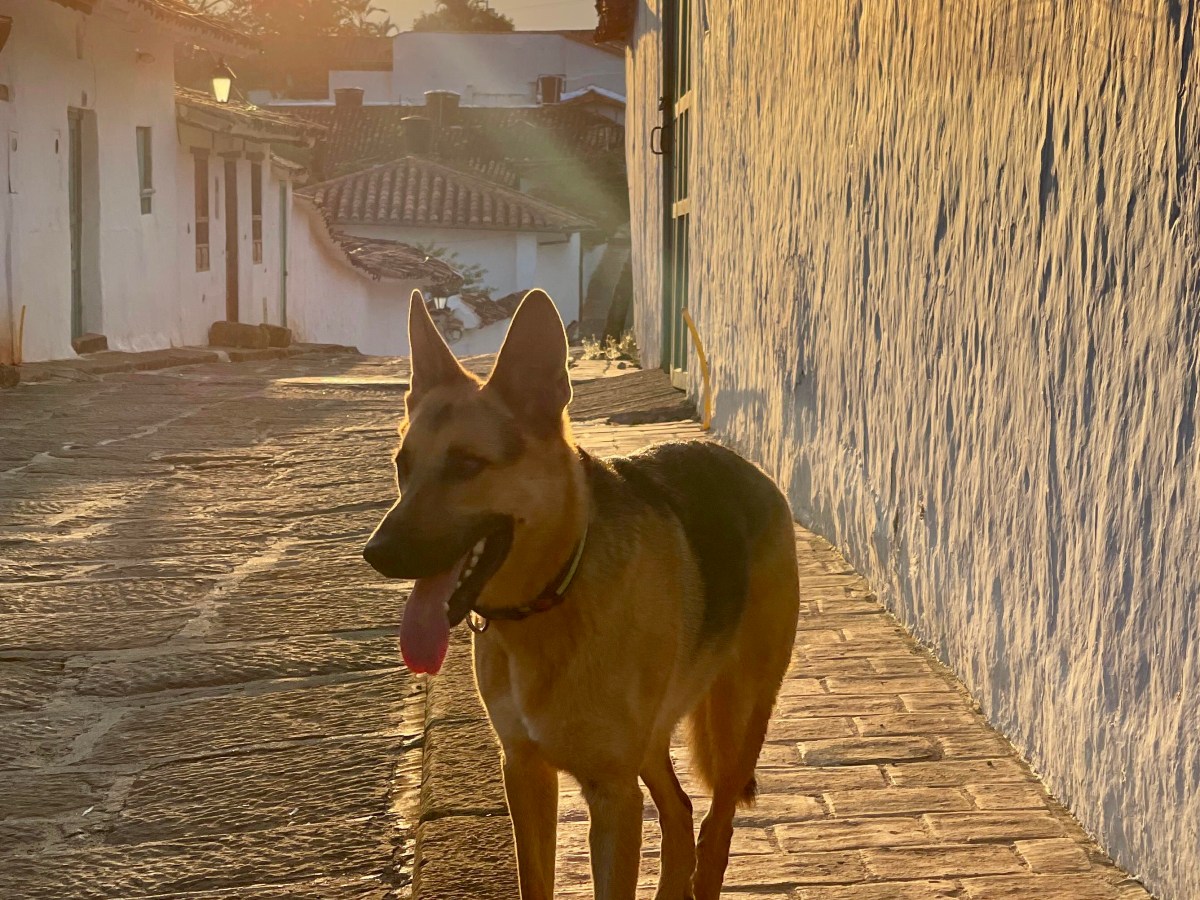 Descubre Barichara con tu mascota: consejos para viajar con&nbsp;perro